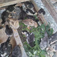 DOC AYAM KAMPUNG BANGKOK BK ASLI UMUR 3-4 MINGGU-ANAK AYAM KAMPUNG BANGKOK BK ASLI-DOC AYAM BANGKOK 