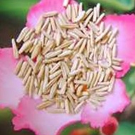 biji adenium, seeds adenium flower pink, mawar gurun, bonsai adenium