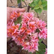 Bougainvillea Colors