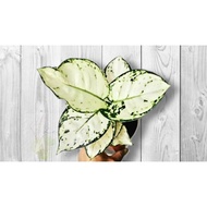 Alive Plant of "Aglaonema Super White" Plant 白玉黛粉叶