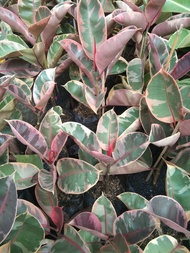 Ficus Rubber Tree "Ruby" Live Plants