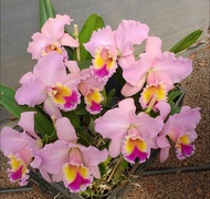 Catlaya Rlc. George King Serendipity hoa màu hồng đặc trưng chậu 12 trưởng thành dể trồng dể chăm só