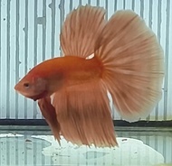 Halfmoon/Double Tail/Dumbo 半月/双尾/大耳 Betta Fish/Ikan Laga/打架鱼/斗鱼 (Male/Jantan/公鱼)