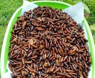 Entung jati 50 gram
