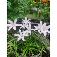 Bunga Rainlily first love