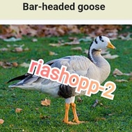 bebek hias import bar headed goose sepasang dewasa mewah mempesona
