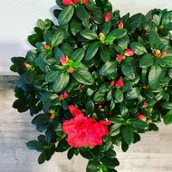 Red Azalea, Rhododendron indicum, Macranthum Azalea, Azalia, Indica Azalea, 皋月杜鹃