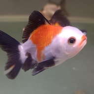ikan mas koki oranda panda 3color