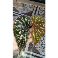 Begonia Polkadot Rare Plant