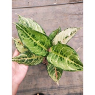 Sindo - Aglaonema Frozen Live Plant ABBCFFORP0