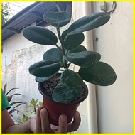 ☌ ✆ ◵ Ficus Nana Indoor Plant