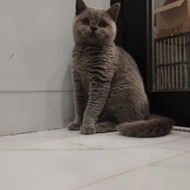 kucing british shorthair usia 1thn betina 