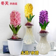 Hyacinth Planting Ball Potted Hydroponic Plants Indoor Balcony Hyacinth Aquaculture Narcissus Flower