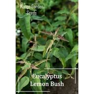 Lemon Bush Eucalyptus Seeds - 2 Seed *Pot Friendly* Tanam Pasu, Wangi, Bau Sedap, Lemon Aroma, Fragrant, Scent 柠檬味的桉树很香