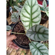 Alocasia Silver Dragon