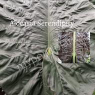 Alocasia Serendipity/Elephant Ear Taro/Keladi rare
