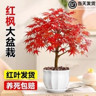 紅楓盆栽日本紅舞姬老樁室內客廳庭院四季矮化盆景耐寒