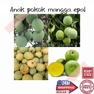 (GG real plant) anak pokok mangga epal ^ cpt berbuah hybrid premium top quality kebun fruits sedap manis buah