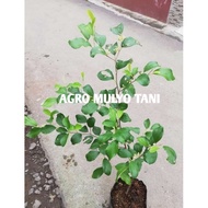 bibit apel futsa/apel india