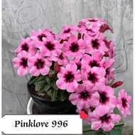 pinklove996 pink love996 adenium