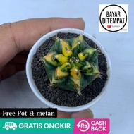 Kaktus gymno t31115 onroot gratis pot