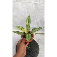 Sindo - Aglaonema Commutatum Variegated Live Plant 5UUHVSM2XQ