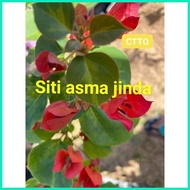 ◳ ۞ ◭  SALE!!!  RARE BOUGAINVILLEA CUTTINGS ONLY!