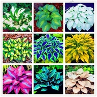 50 Pcs Coleus Live Plant Caladium Seeds Begonia Seeds