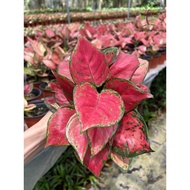 Berjaya Plant Nursery - Aglaonema(Pokok Bunga Hidup/Pokok Hiasan Dalam Rumah/Real Live Indoor Plant)