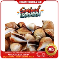 [JOHOR BAHRU Only] SIPUT GONGGONG / SEA SNAIL 1KG