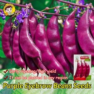 (Fresh 20pcs Seeds) 100% Original Purple Eyebrow Bean Seeds for Sale Red Hyacinth Bean Seeds for Pla