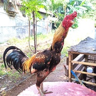 Ayam Mangon Ori