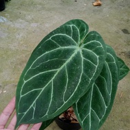 anthurium papillilaminum x silver 1