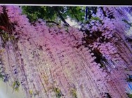 瀑布石斛蘭種在松木板上面 茂密 只有一片 便宜賣990超商取貨免運費很好種植