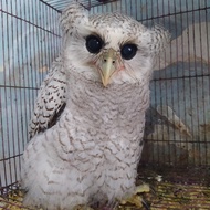 PPC Burung Hantu Bubo Sumatranus