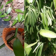 Pokok vanilla/Keratan pokok vanilla