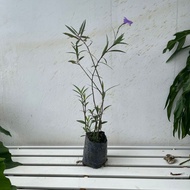 TA Ruellia Bunga Ungu (S)