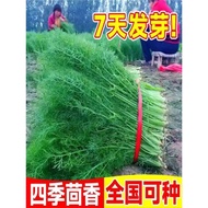 Fennel Seeds Multiple Harvesting Cut Stubborn Leaf Fennel Seeds Four Seasons Sowing Grain Flavor Sea