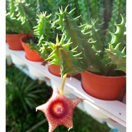 Succulents-Huernia Hybrid