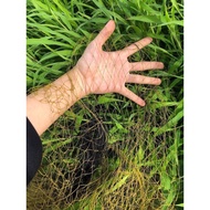 30m snake trap net with 4cm eyes, 1 arm 10m long, snake trap from 4 ounces to 3kg