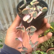 string of heart variegata