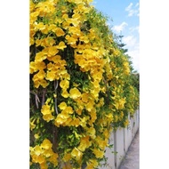 KKB Pokok Cats Claw Creeper - Bunga kuning wangi bunga kelulut