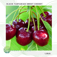 Benih Bibit Biji - Buah Ceri Hitam Manis Black Tartarian Sweet Cherry (Prunus avium) Seeds - IMPORT