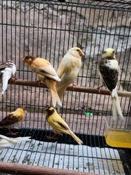 Kenari Paud AF garansi jantan