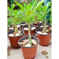 Small Garden Desert Rose Plant Adenium Obesum Anak Pokok Bunga Kemboja 沙漠玫瑰 小富贵花