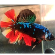 GIANT AVATAR NEMO / IKAN CUPANG HIAS / AQUASCAPE JHJ5415I