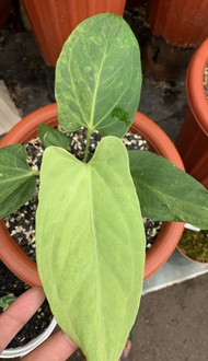 Anthurium dark mama variegata real pict rare plant