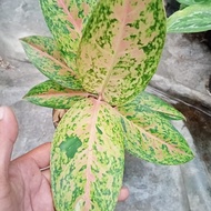 aglaonema big roy