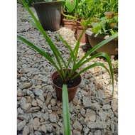 Harum sundal malam Tuberose