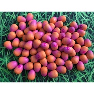 Lightning 5 Eggs Hatchimal mini